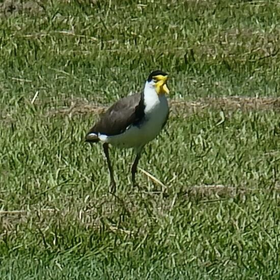 Masked Lapwing: Animal in habitat Park in the NatureSpots App