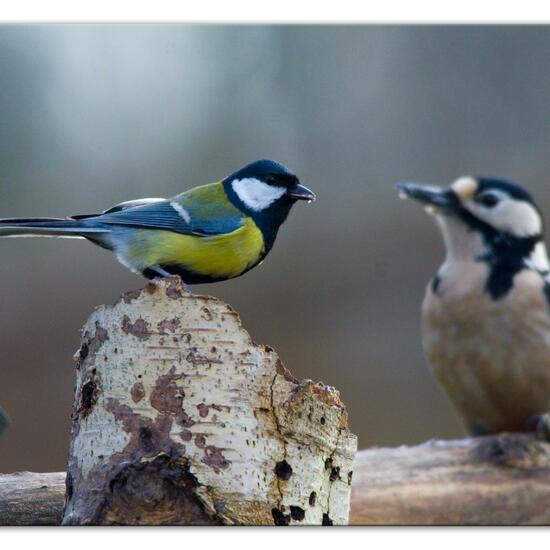 Kohlmeise: Tier im Habitat Hinterhof in der NatureSpots App