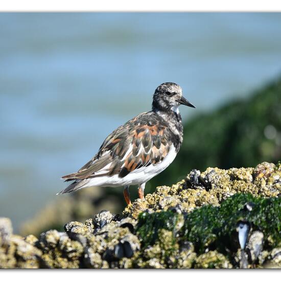 Ruddy Turnstone: Animal in habitat Sandy coast in the NatureSpots App