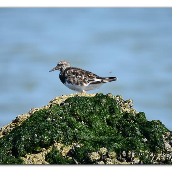 Ruddy Turnstone: Animal in habitat Sandy coast in the NatureSpots App