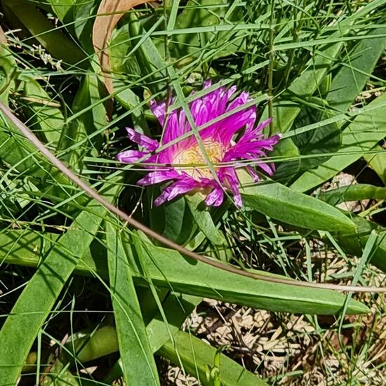 Carpoblepharis: Pflanze im Habitat Anderes Waldhabitat in der NatureSpots App