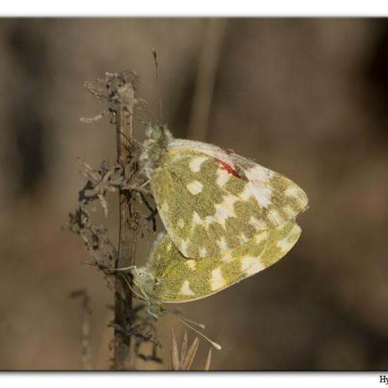 Pontia daplidice: Tier im Habitat Sandküste in der NatureSpots App