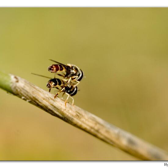 Paragus quadrifasciatus: Animal in habitat Sandy coast in the NatureSpots App