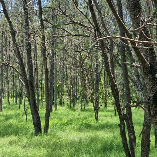 Landschaft: Wald im Habitat Anderes Waldhabitat in der NatureSpots App