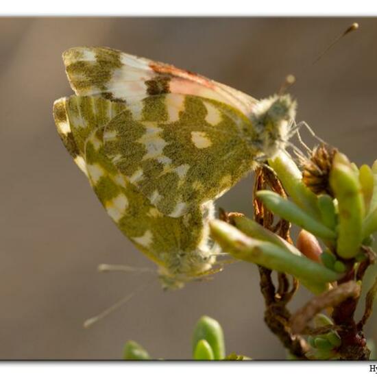 Pontia daplidice: Tier im Habitat Sandküste in der NatureSpots App