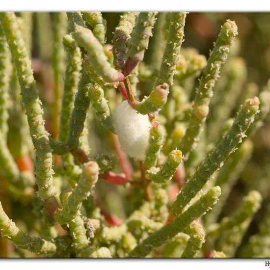 Salicornia fruticosa: Plant in habitat Sandy coast in the NatureSpots App