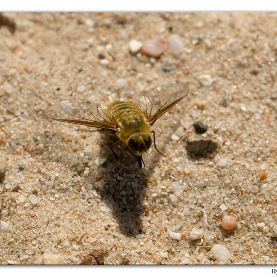 Hottentottenfliege: Tier im Habitat Sandküste in der NatureSpots App