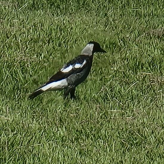 Australian magpie: Animal in habitat Park in the NatureSpots App