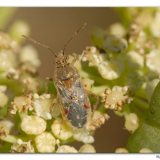 Liorhyssus hyalinus: Tier im Habitat Sandküste in der NatureSpots App