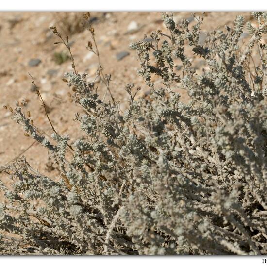 Salicornia fruticosa: Pflanze im Habitat Sandküste in der NatureSpots App