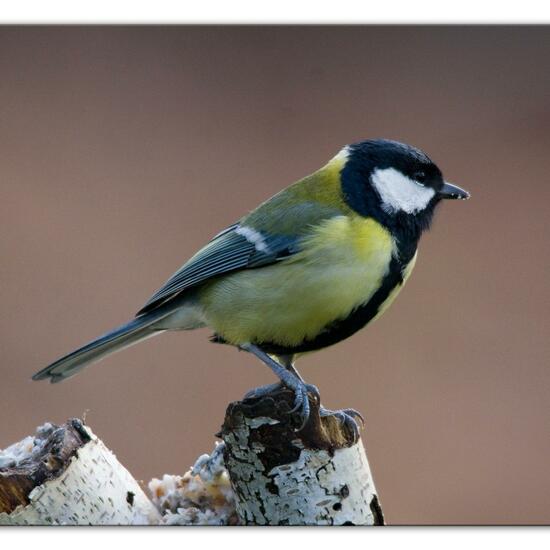 Kohlmeise: Tier im Habitat Hinterhof in der NatureSpots App