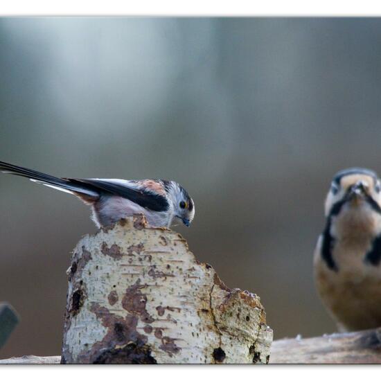 Schwanzmeise: Tier im Habitat Hinterhof in der NatureSpots App