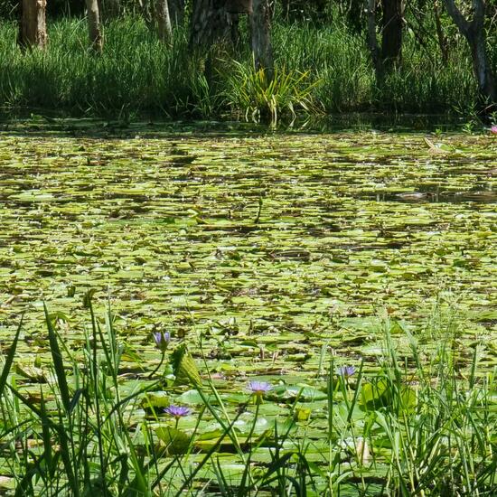 Nymphaea nouchali: Plant in habitat Pond in the NatureSpots App