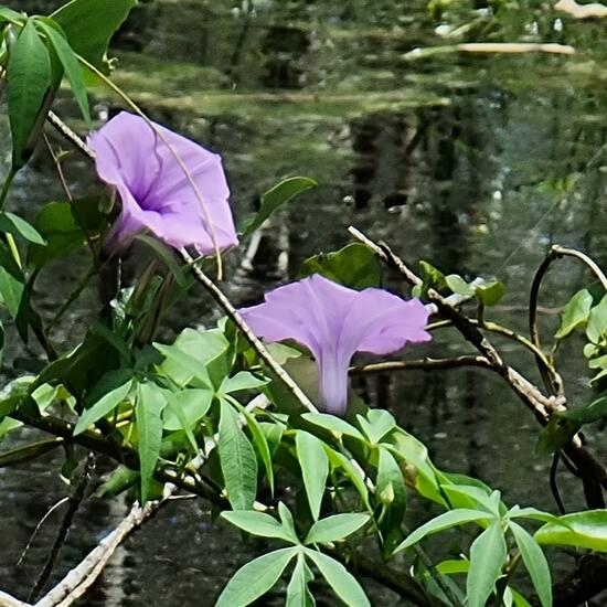 Ipomoea cairica: Plant in habitat Park in the NatureSpots App