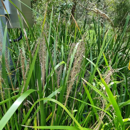 Lomandra: Pflanze im Habitat Park in der NatureSpots App