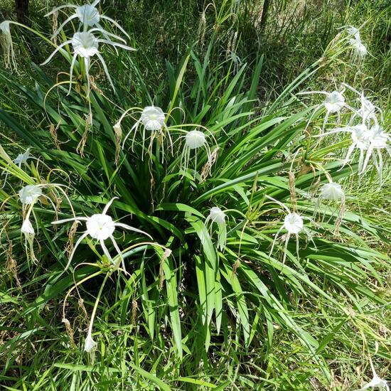 Hymenocallis littoralis: Pflanze im Habitat Anderes Waldhabitat in der NatureSpots App