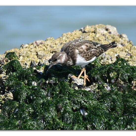 Ruddy Turnstone: Animal in habitat Sandy coast in the NatureSpots App