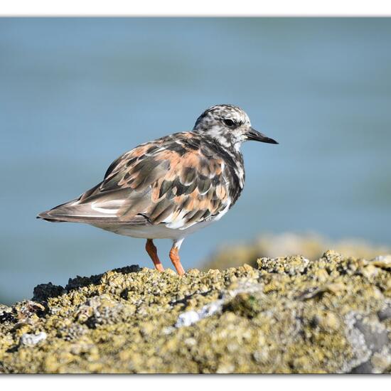 Ruddy Turnstone: Animal in habitat Sandy coast in the NatureSpots App