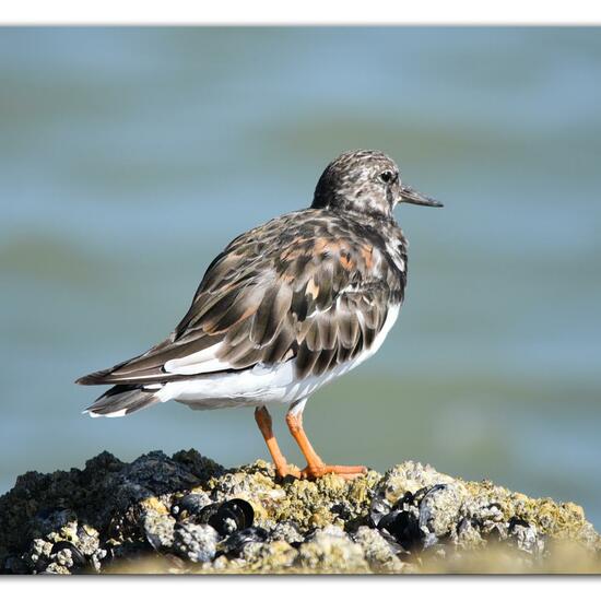 Ruddy Turnstone: Animal in habitat Sandy coast in the NatureSpots App