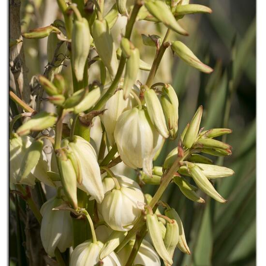 Yucca gloriosa: Plant in habitat Sandy coast in the NatureSpots App