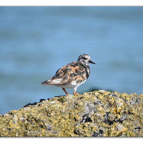 Ruddy Turnstone: Animal in habitat Sandy coast in the NatureSpots App