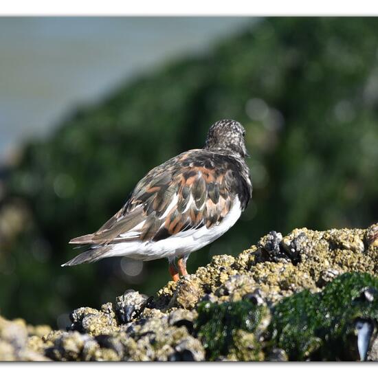 Ruddy Turnstone: Animal in habitat Sandy coast in the NatureSpots App