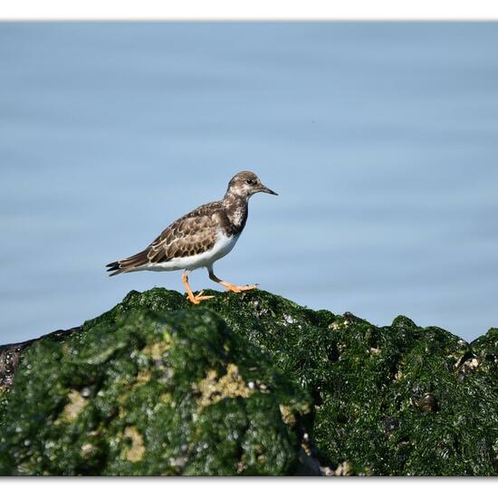 Ruddy Turnstone: Animal in habitat Sandy coast in the NatureSpots App