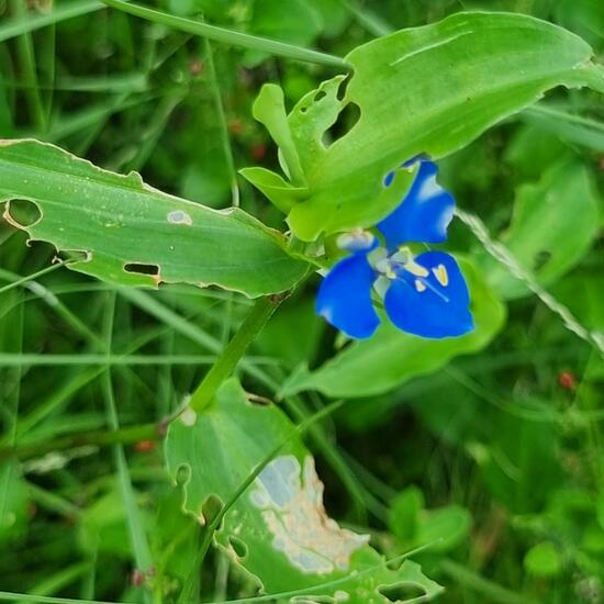 Commelina standleyi: Pflanze im Habitat Anderes Waldhabitat in der NatureSpots App