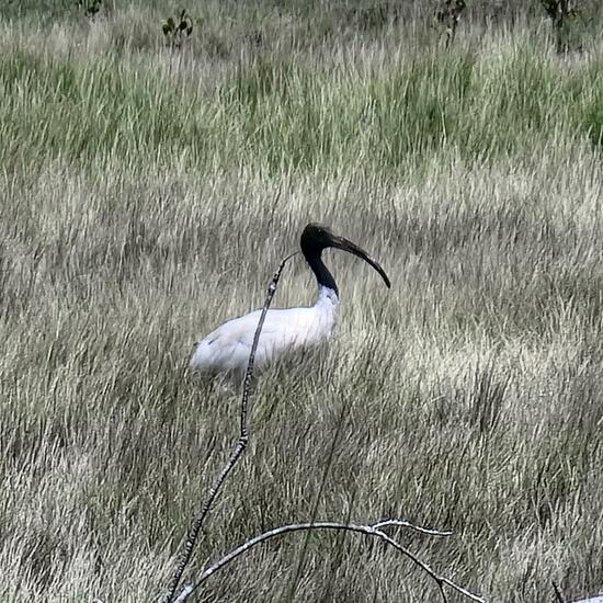 Australian White Ibis: Animal in habitat Forest in the NatureSpots App