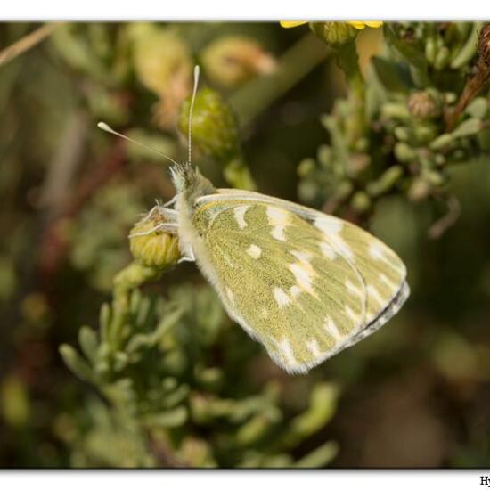 Pontia daplidice: Tier im Habitat Sandküste in der NatureSpots App