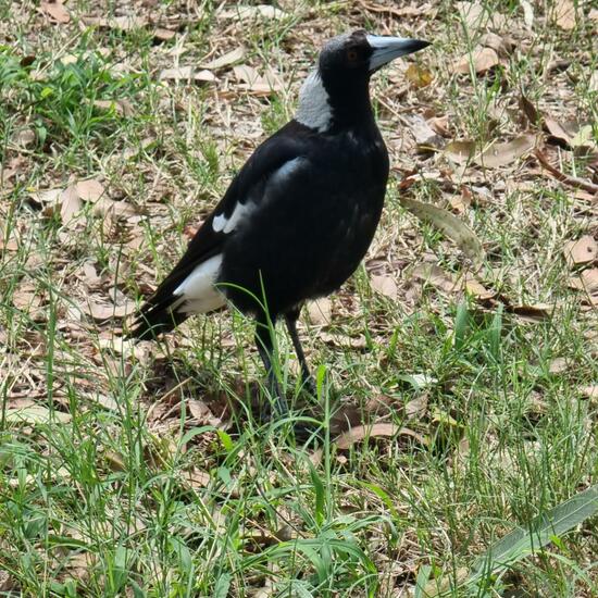 Australian magpie: Animal in habitat Park in the NatureSpots App