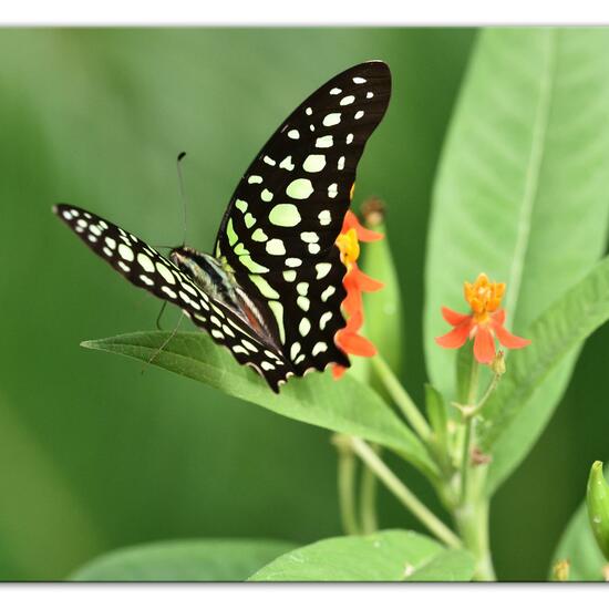 Graphium agamemnon: Animal in habitat Living space or Indoor in the NatureSpots App