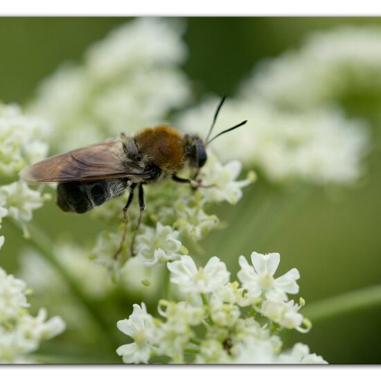 Stratiomys longicornis: Animal in habitat Semi-natural grassland in the NatureSpots App