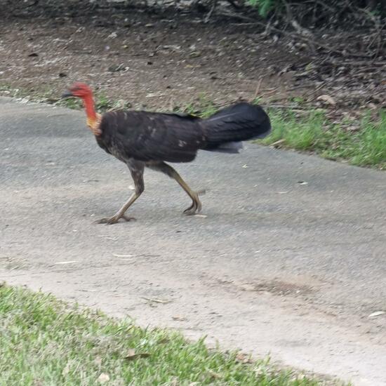 Australian Brushturkey: Animal in habitat Park in the NatureSpots App