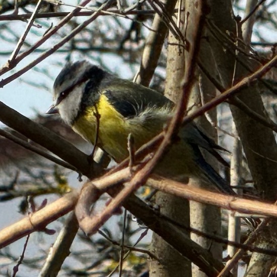 Blaumeise: Tier im Habitat Garten in der NatureSpots App