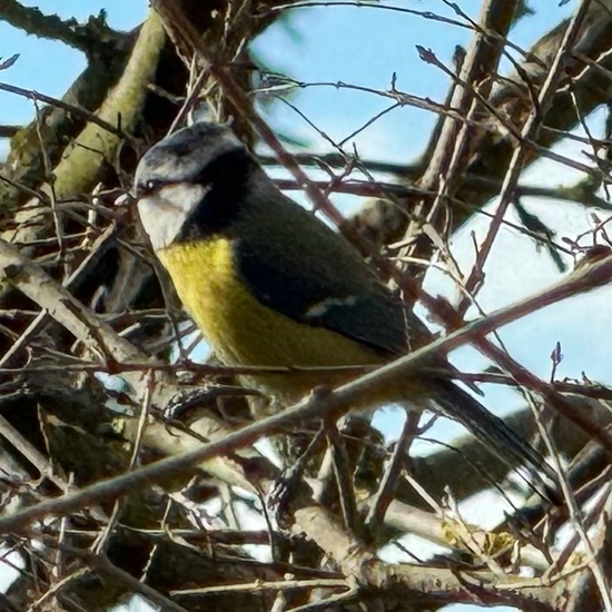 Blaumeise: Tier im Habitat Garten in der NatureSpots App