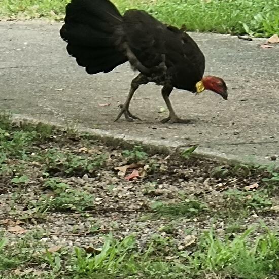 Australian Brushturkey: Animal in habitat Park in the NatureSpots App