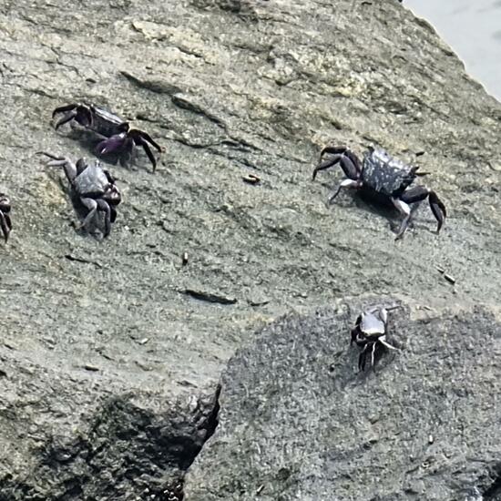 Taschenkrebse: Tier im Habitat Felsküste in der NatureSpots App