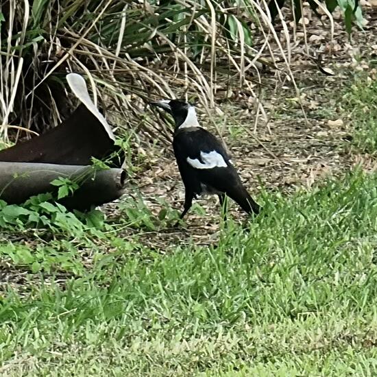 Australian magpie: Animal in habitat Park in the NatureSpots App