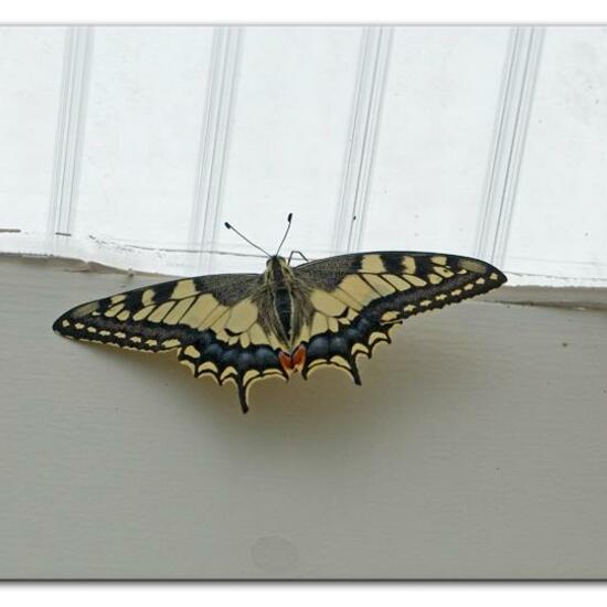 Papilio machaon: Animal in habitat Living space or Indoor in the NatureSpots App