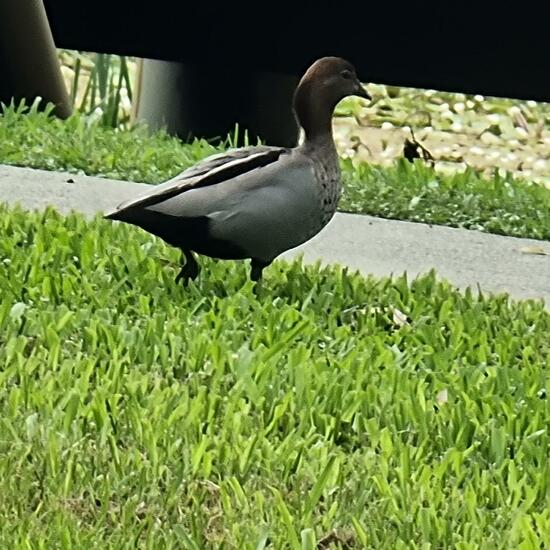 Australian Wood Duck: Animal in habitat Park in the NatureSpots App