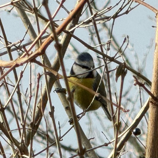 Blaumeise: Tier im Habitat Garten in der NatureSpots App