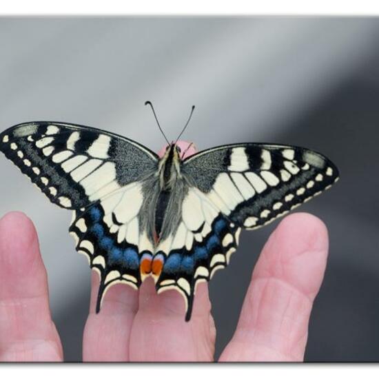 Papilio machaon: Animal in habitat Living space or Indoor in the NatureSpots App