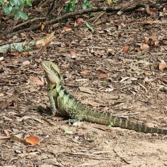 Australian water dragon: Animal in habitat Lake in the NatureSpots App