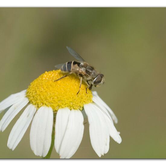 Eristalis arbustorum: Animal in habitat Semi-natural grassland in the NatureSpots App