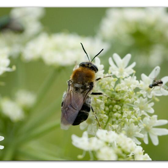 Stratiomys longicornis: Tier im Habitat Halb-natürliches Grasland in der NatureSpots App