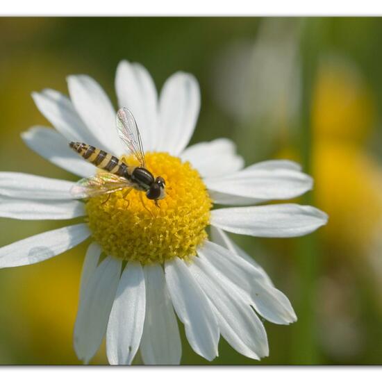 Gewöhnliche Langbauchschwebfliege: Tier im Habitat Halb-natürliches Grasland in der NatureSpots App