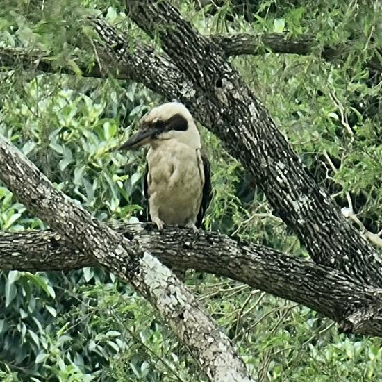 Laughing kookaburra: Animal in habitat Park in the NatureSpots App