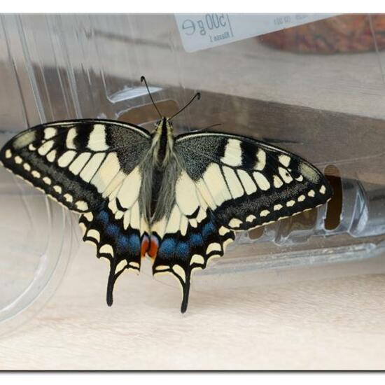 Papilio machaon: Animal in habitat Living space or Indoor in the NatureSpots App