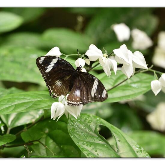 Hypolimnas bolina: Tier im Habitat Innenraum in der NatureSpots App